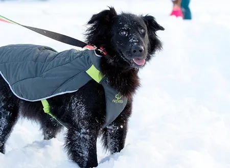 RC Pet Nimbus Puffer Dog Coat Royal Blue